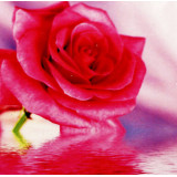 Мозаика со стразами 20х20 на рамке LM-K20195(роза)