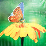 Мозаика со стразами 20х20 на рамке MF29032 бабочки на цветке