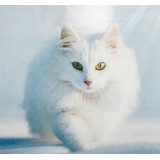 Мозаика со стразами 20х20 на рамке MF29031 белый кот