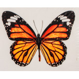 Мозаика со стразами 20х20 на рамке MF28987 бабочка
