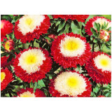 Астра Превосходный Гасфорд помпонная семена Агроуспех 0,3г(прод по 10) 3094