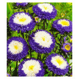 Астра Превосходный Ракли помпонная семена Агроуспех 0,3г(прод по 10) 3100