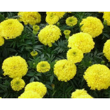 Бархатцы Смайл золотист прямост Агроуспех 0,3 г *10 3124