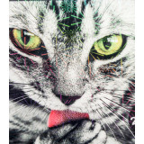Алмазная живопись 21х25 АК-2125103 серый кот